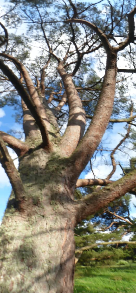 Scots Pine