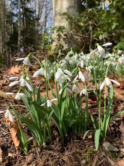 Snowdrops