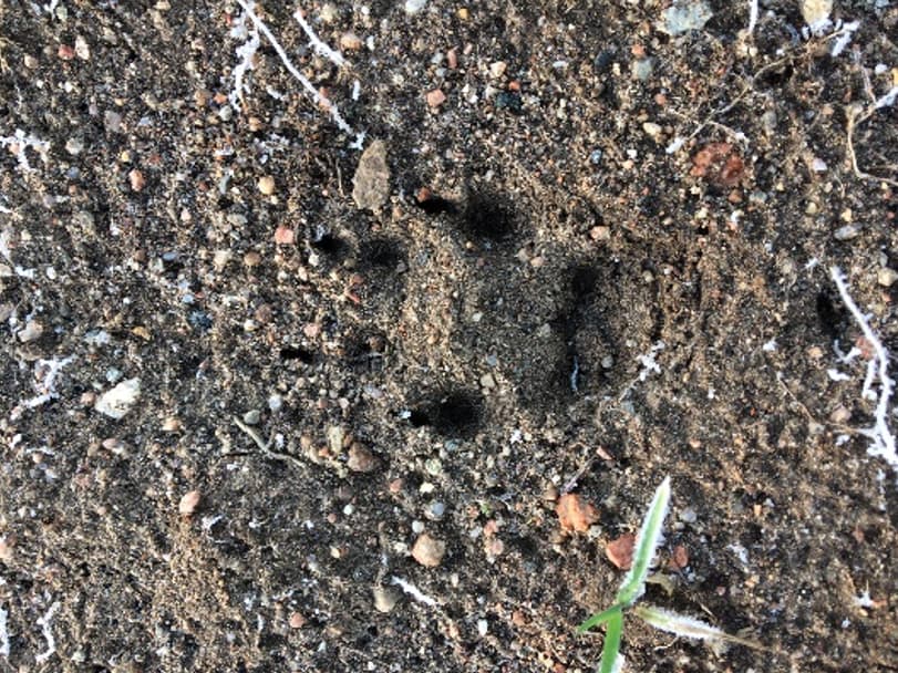 A Fox Track