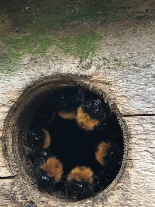 Tree Bees Nesting In a Bird Box