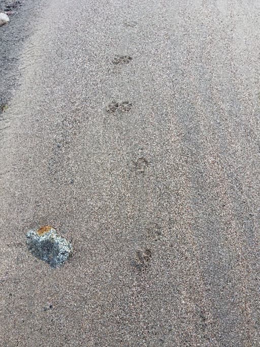 A Fox Trotting