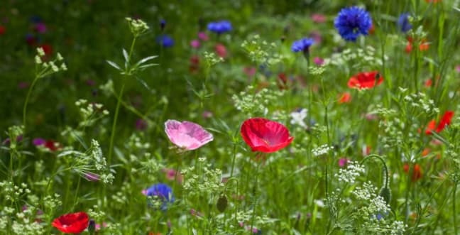 Can You Tell Your Corncockle from Your Cornflower?