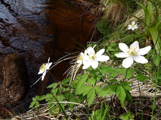 Wood Anenome