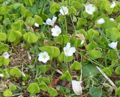 Wood Sorrel