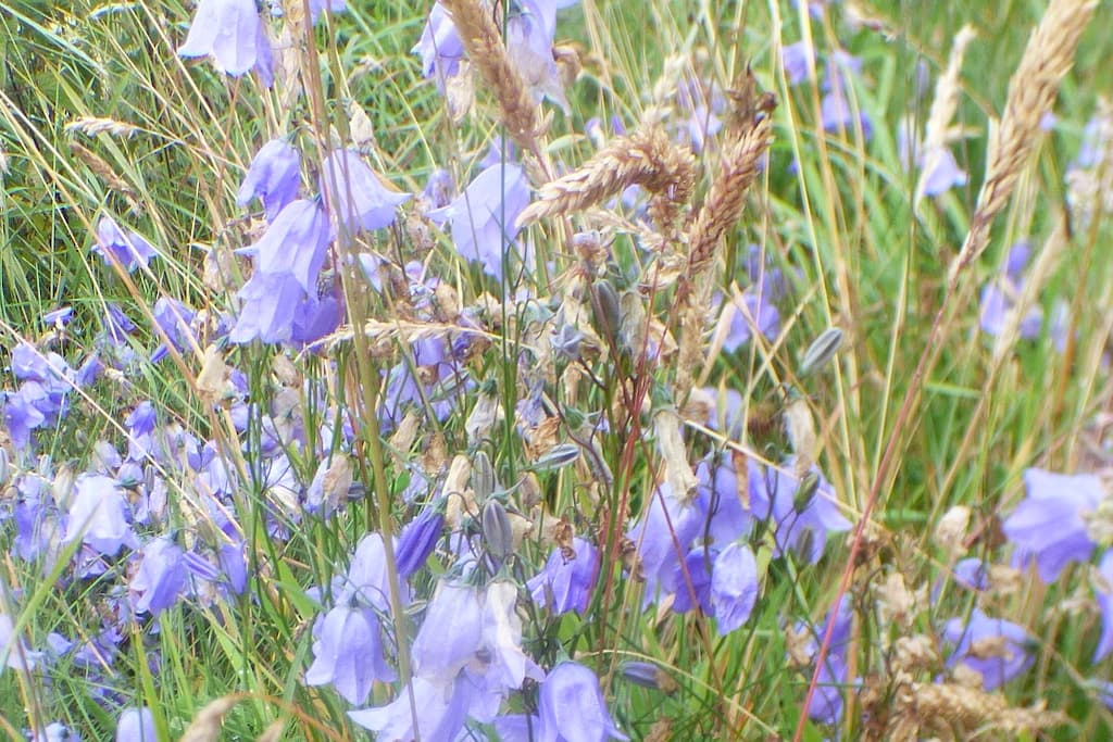 Harebells (Scottish Bluebell)