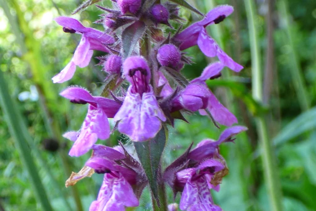 Marsh Woodwort