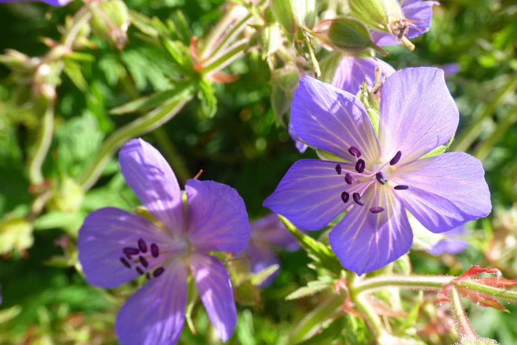 Meadow Cranesbill