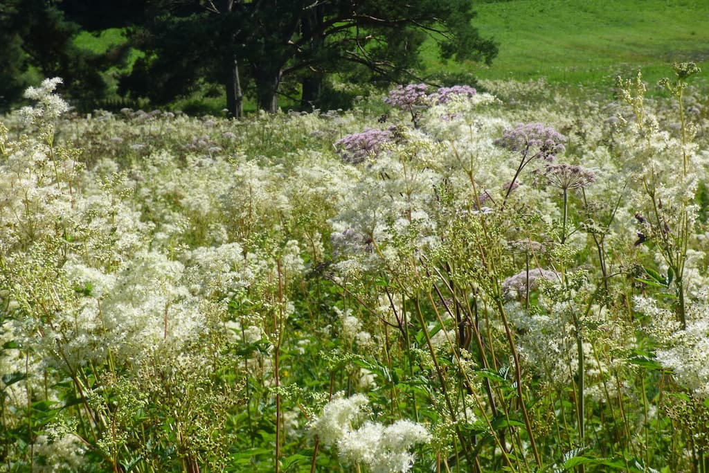 Meadowsweet  and Wild Angelica