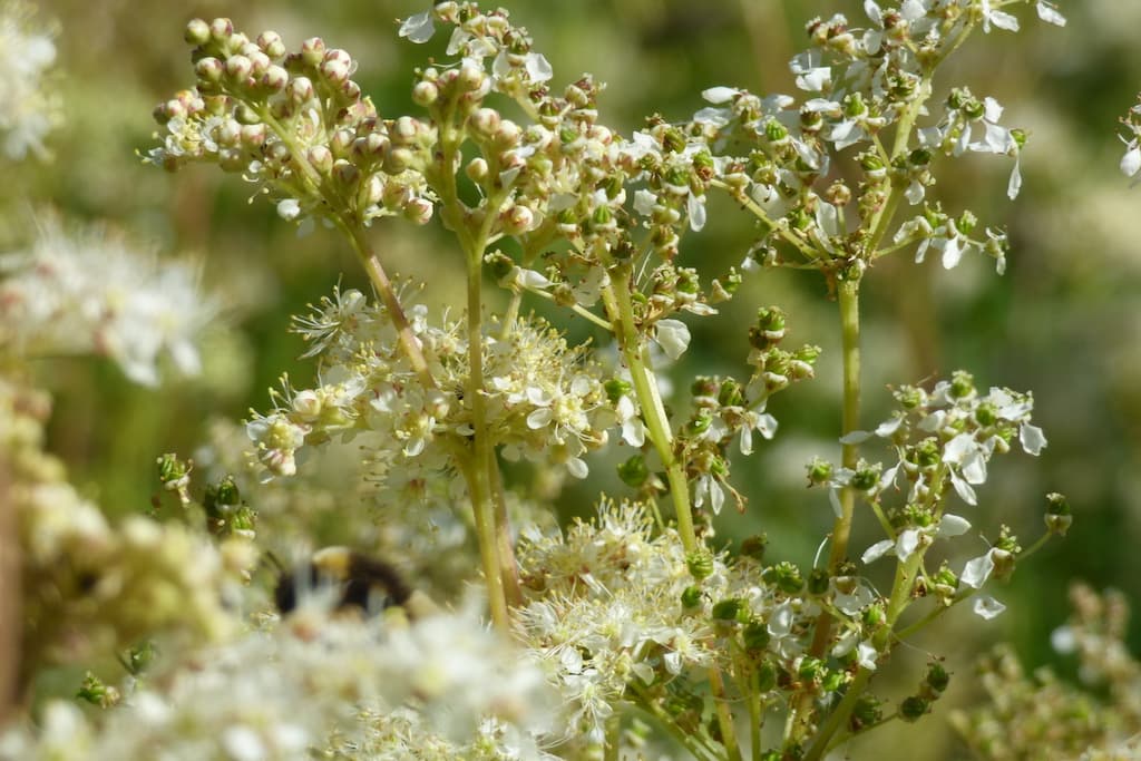 Meadowsweet