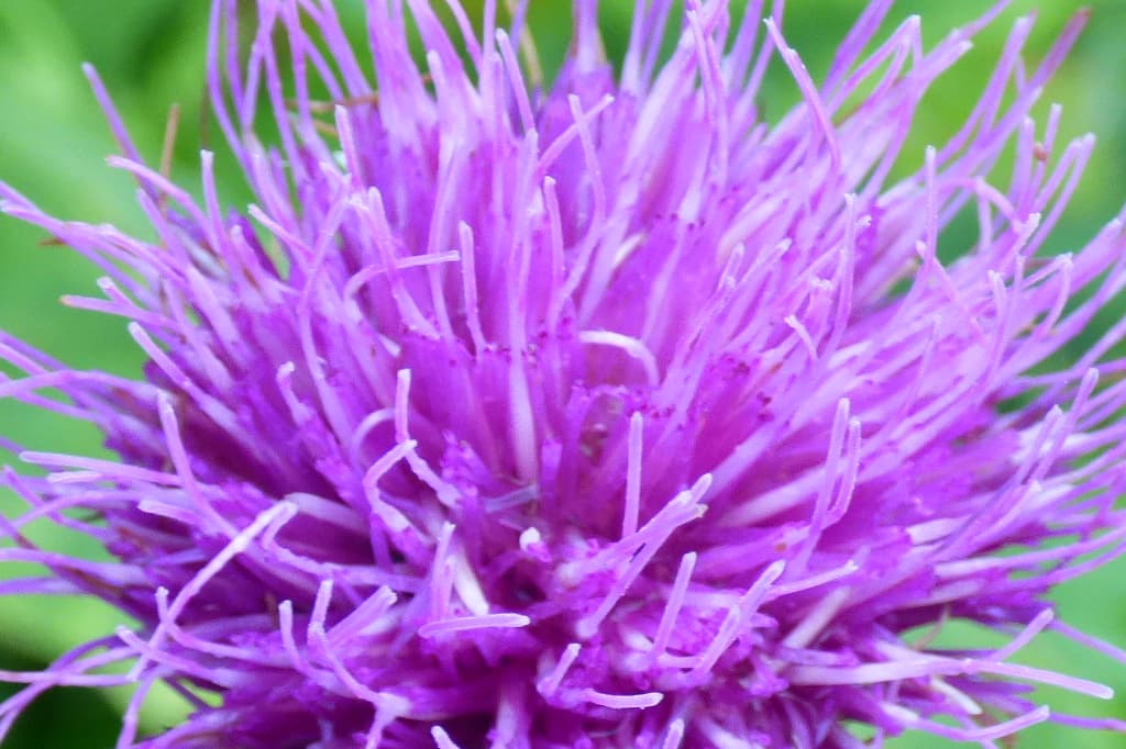 Melancholy Thistle