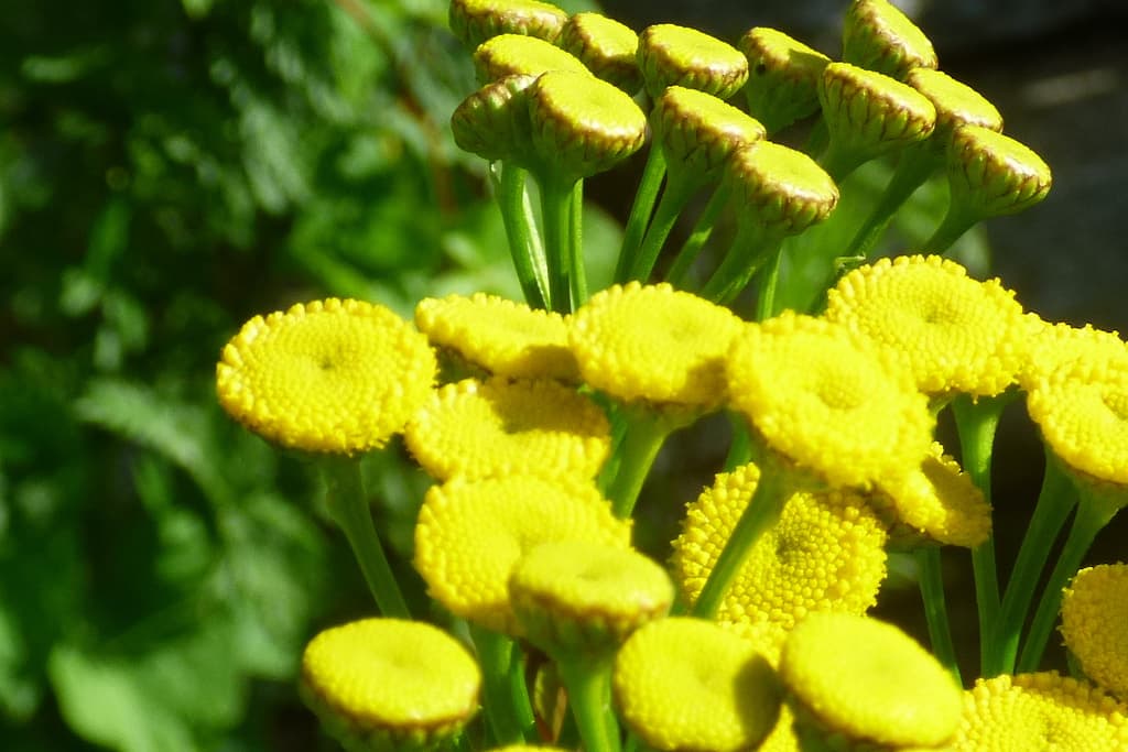 Tansy