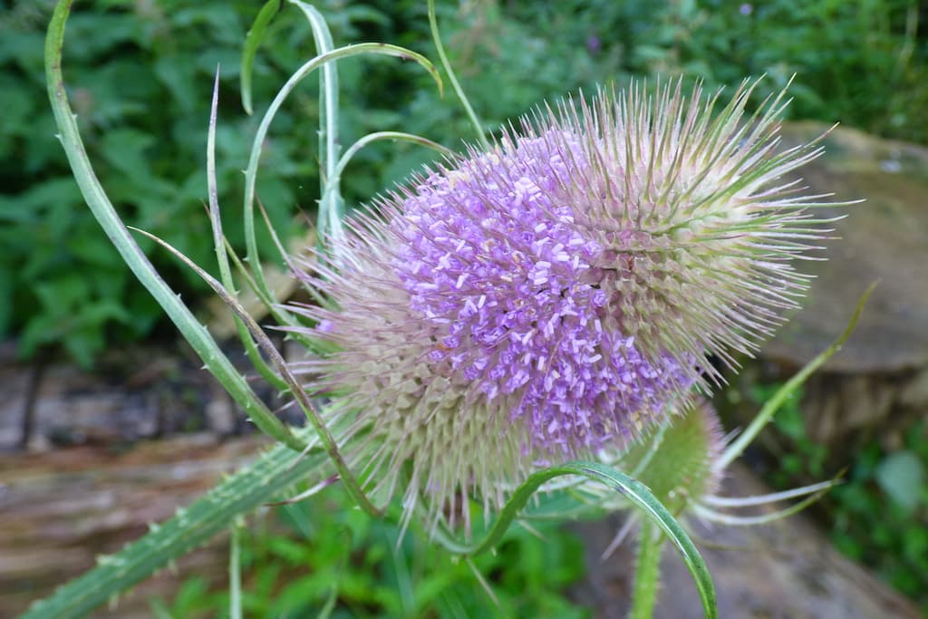 Teasel