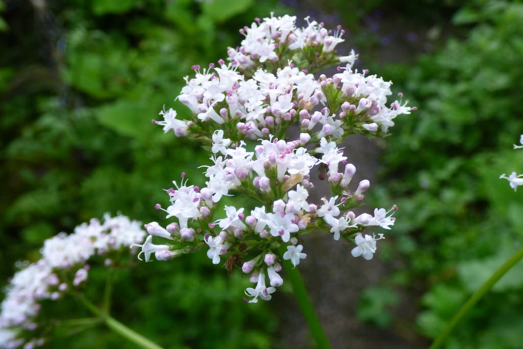 Valerian