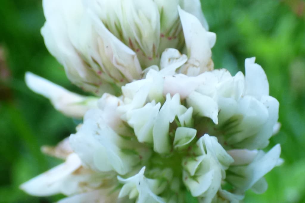 White Clover