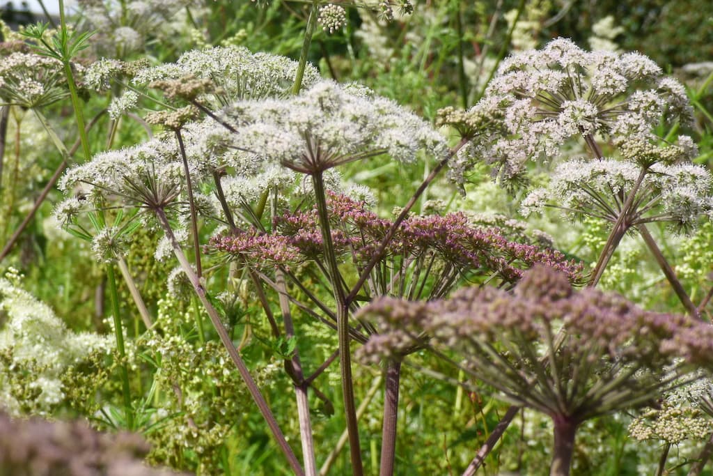 Wild Angelica