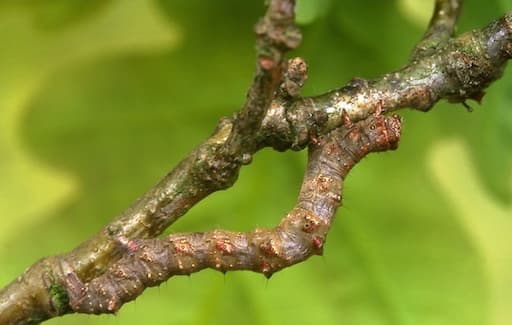 Moths - I’m a twig